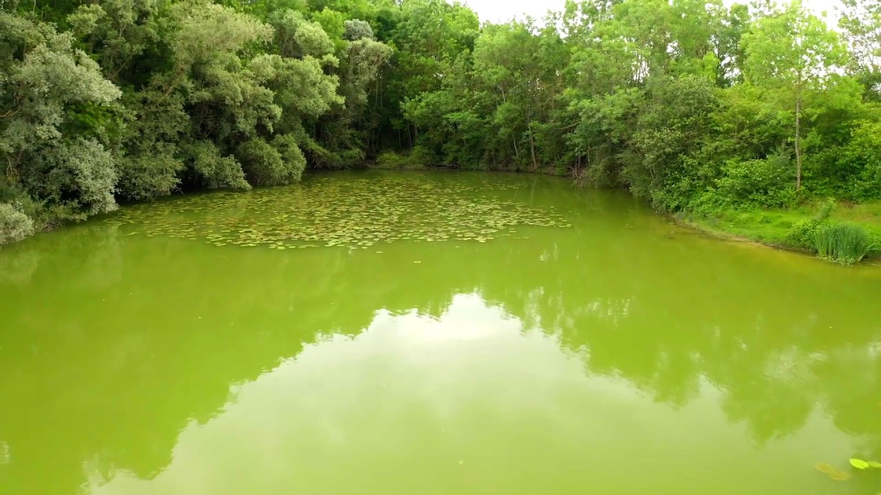 The Carp Specialist - Jardin des Carpes