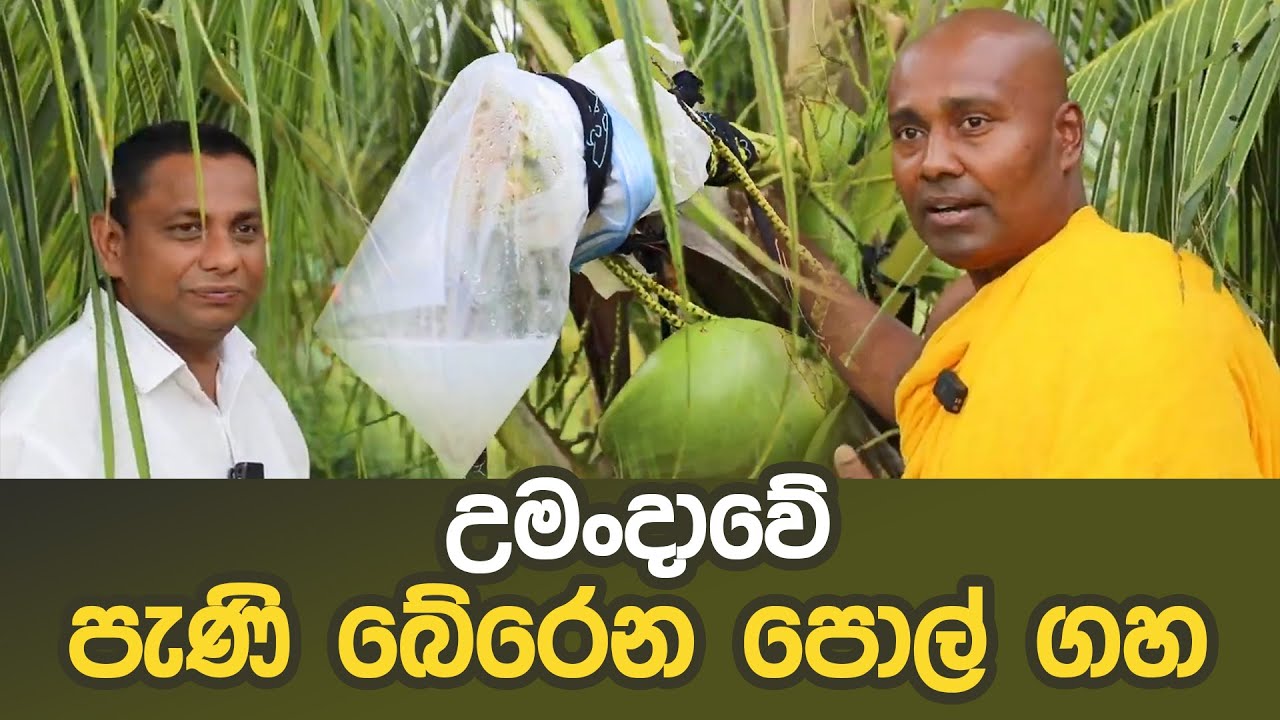 උමංදාවේ පැණි බේරෙන පොල් ගහ #umandawa #ashramaya
