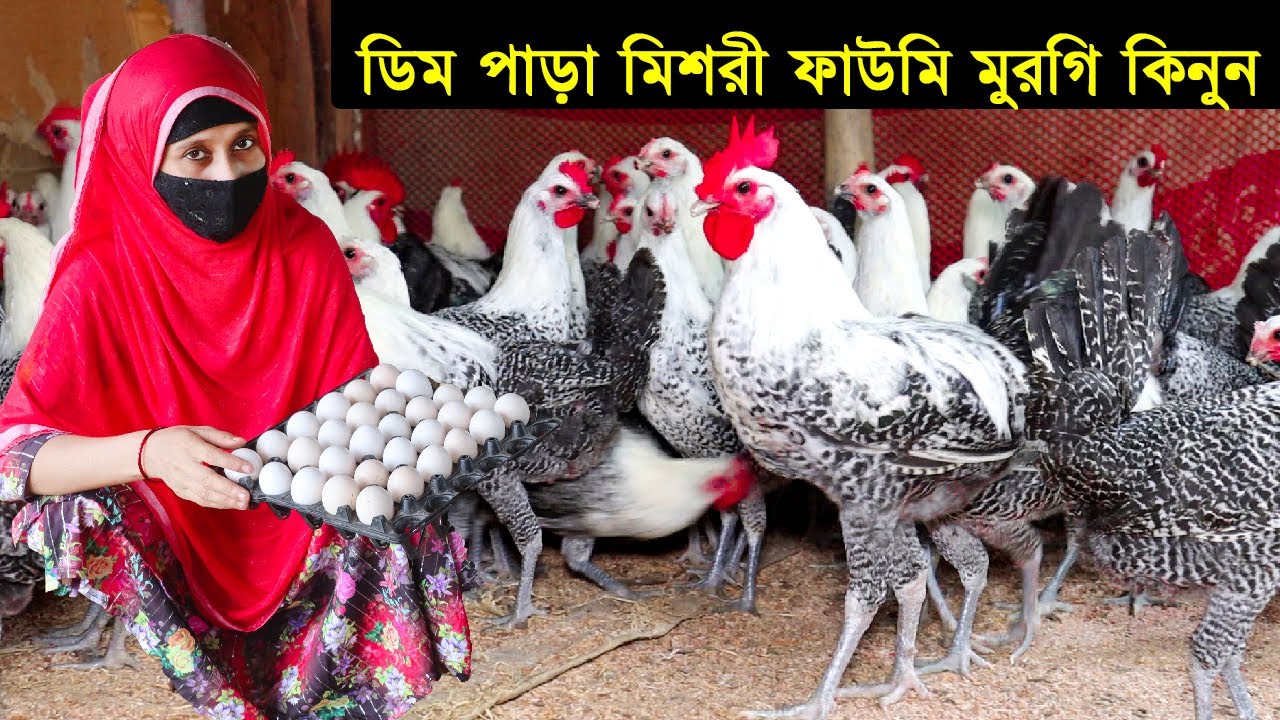 ডিম পারা মিশরী ফাউমি মুরগি কিনুন ফরিদপুরে উদ্যোক্তা কেয়া আপার খামার থেকে। Fowomi