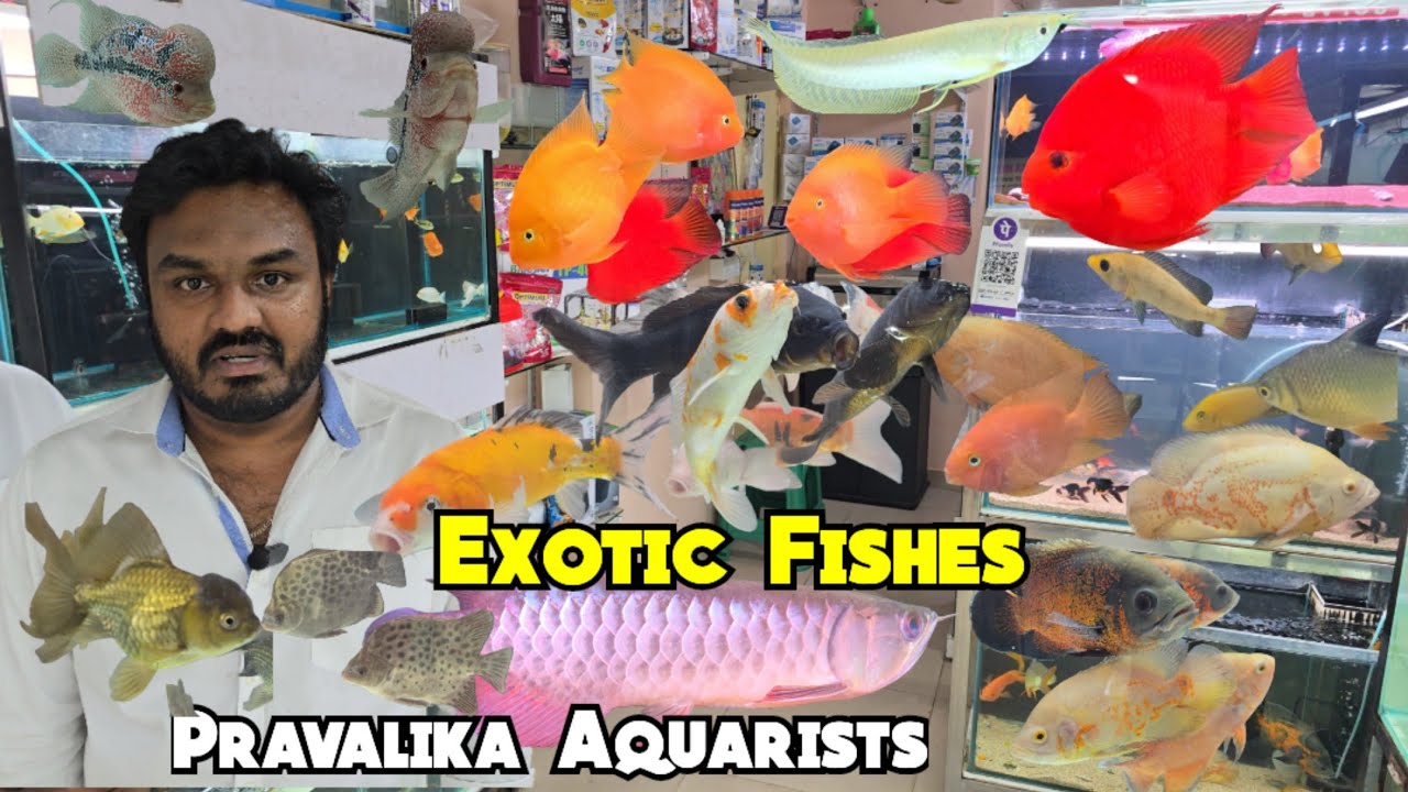Exotic & Unique Fishes Collection at Pravalika Aquarist Hyderabad | Best Aquarist Shop In Khairtabad