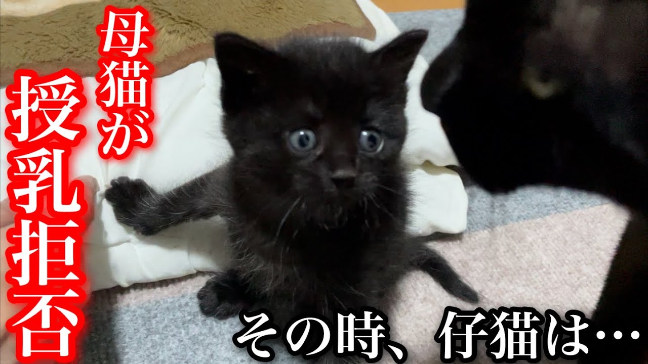 母猫が授乳を嫌がるようになりました。その時子猫がとった行動とは…
