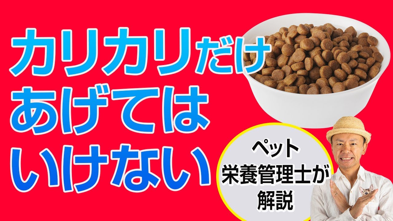 カリカリだけあげていると猫の寿命が縮む！