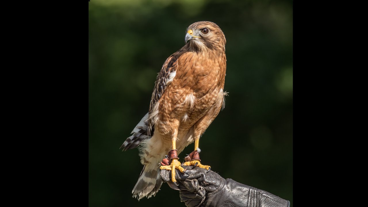 Falconry: The Red-Shouldered Hawk   #wildlife  #falconry