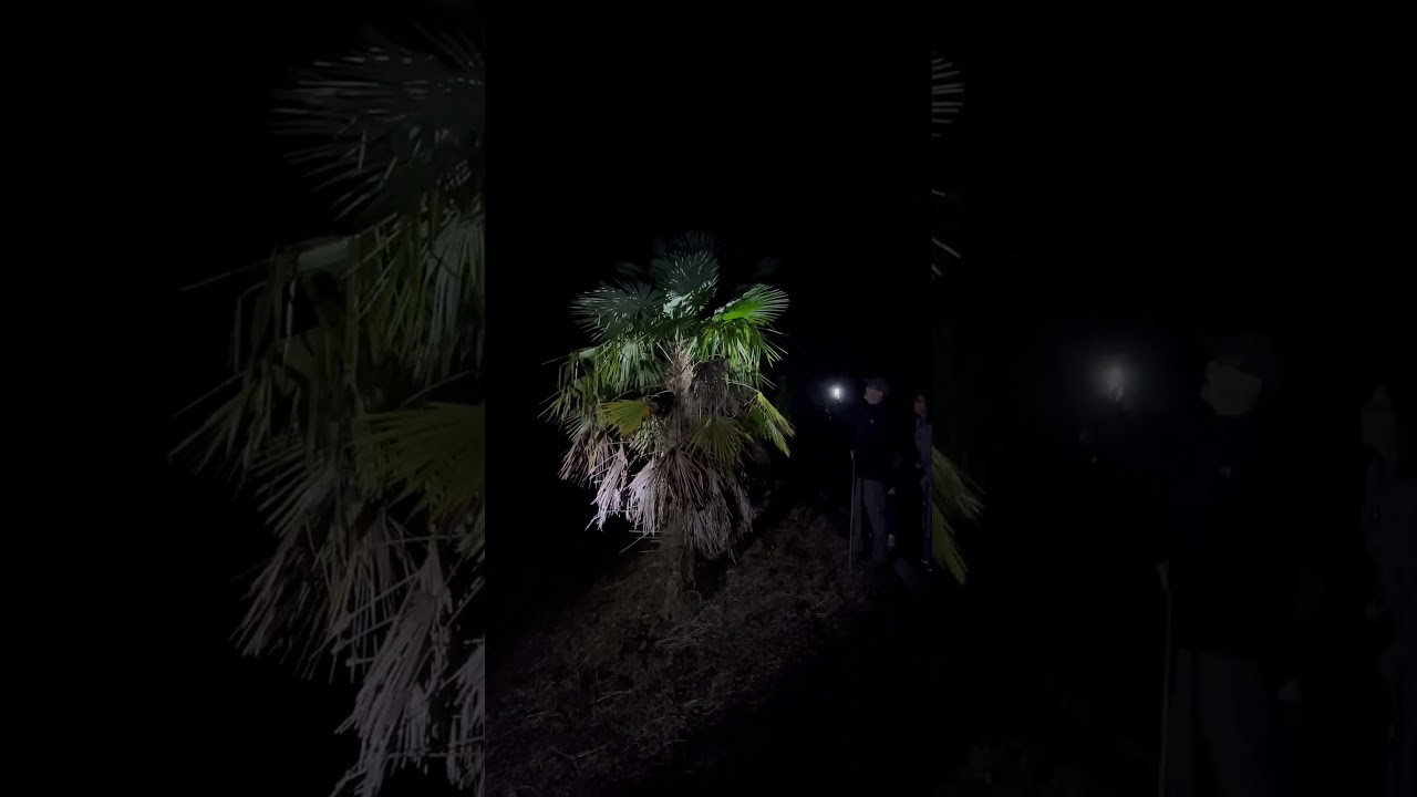 заключительная часть нашей ночной экскурсии #интересно #познавательно #Эвасабела