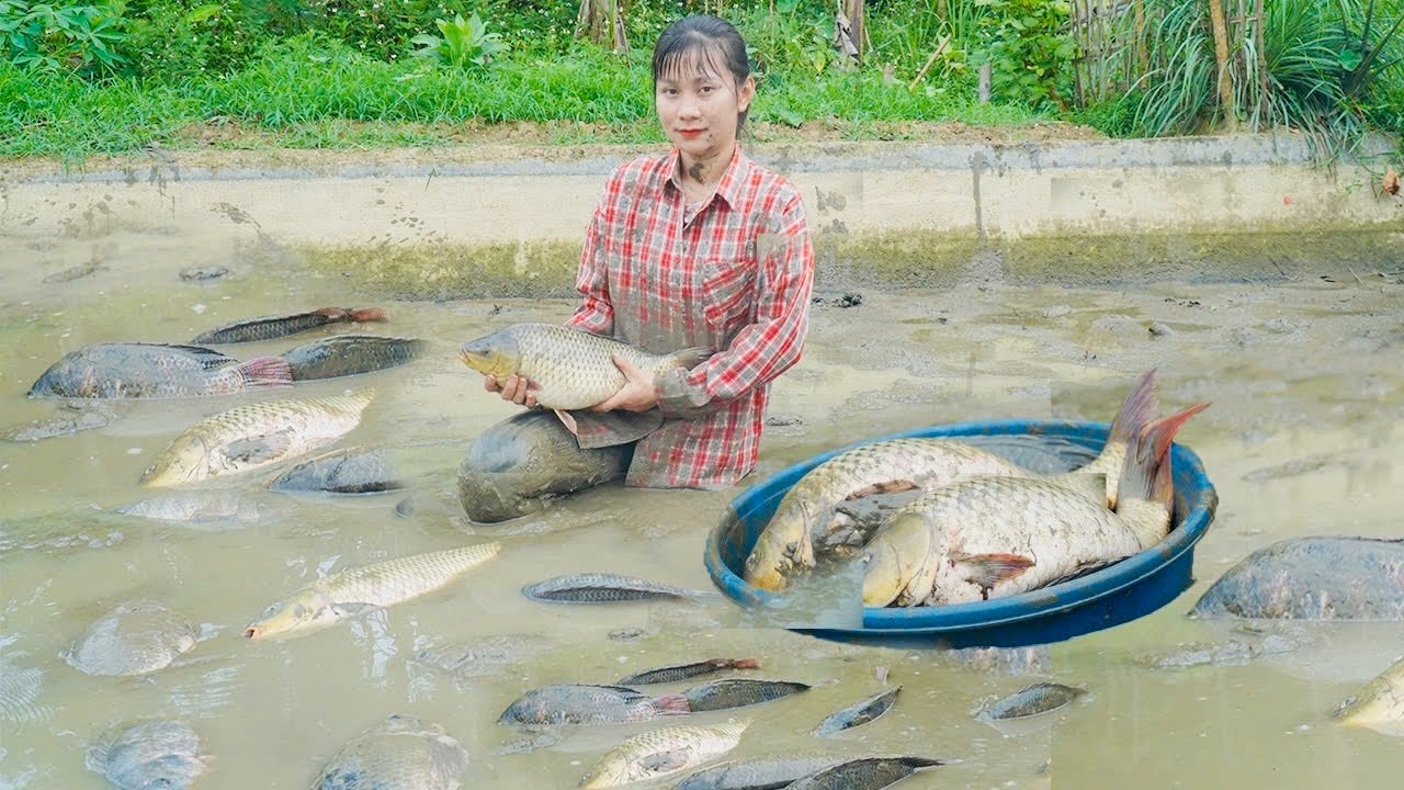 Poor girl catches many big fish to sell at the market, saving more money - Ban An Farm
