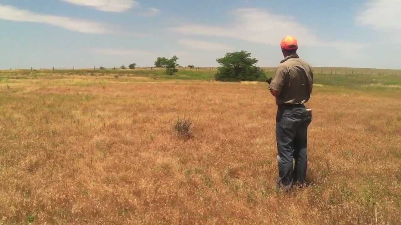DT Systems Bumper Launcher - Mac Makes 100 Yard Retrieves At 4 months old