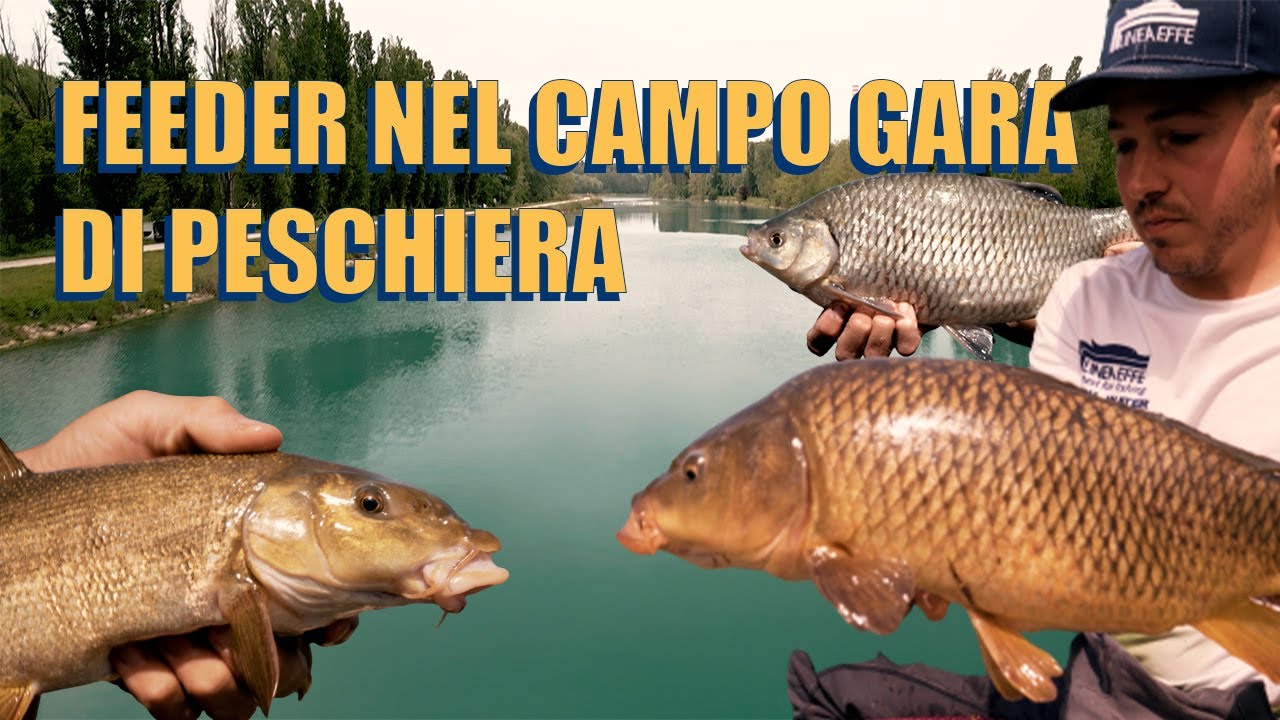 Feeder nel Campo Gara di Peschiera del Garda