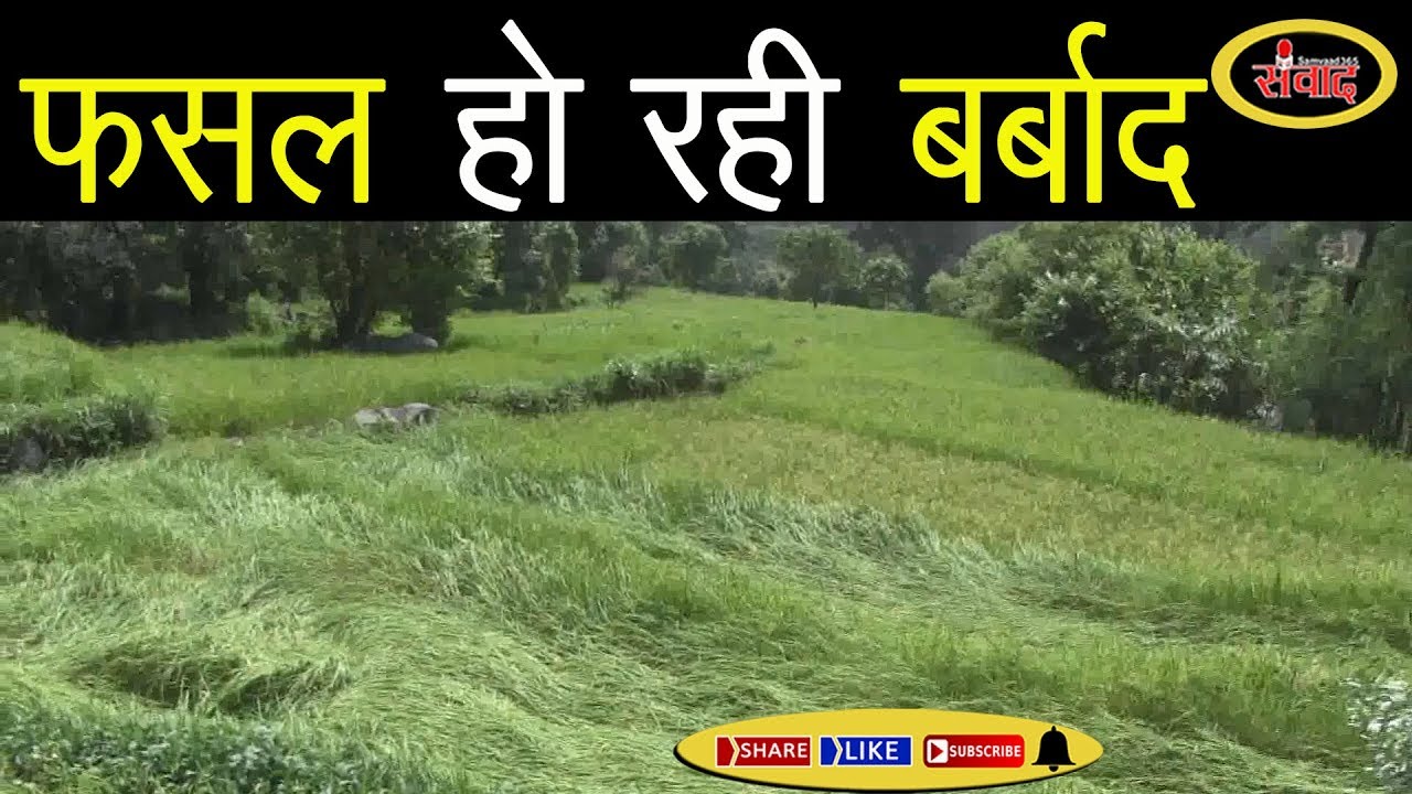 भारी बारिश से पहाड़ों में किसानों की फसल हुई बर्बाद...samvaad365