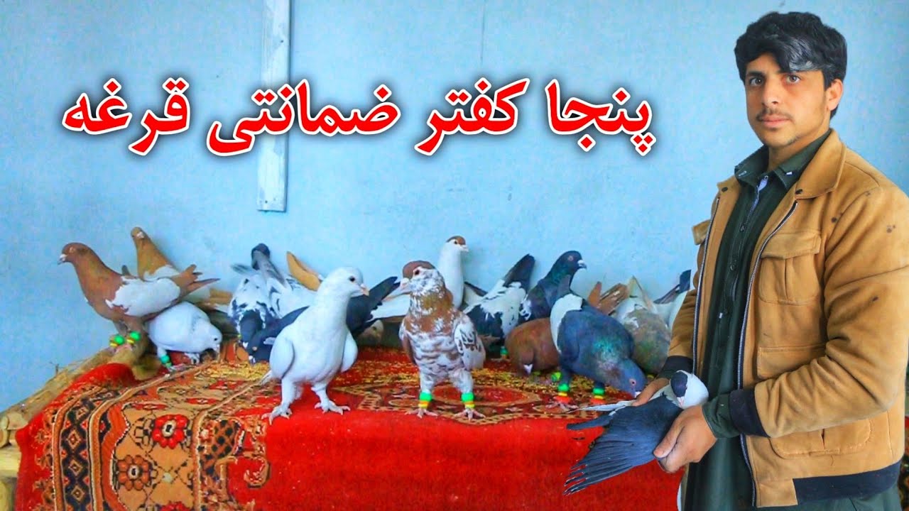 پنجا کفتر ضمانتی و ج/نگی قرغه دوکان مزمل جان || ارزان ارزان که باورتان نمیشود فرصت را از دست ندهید. 