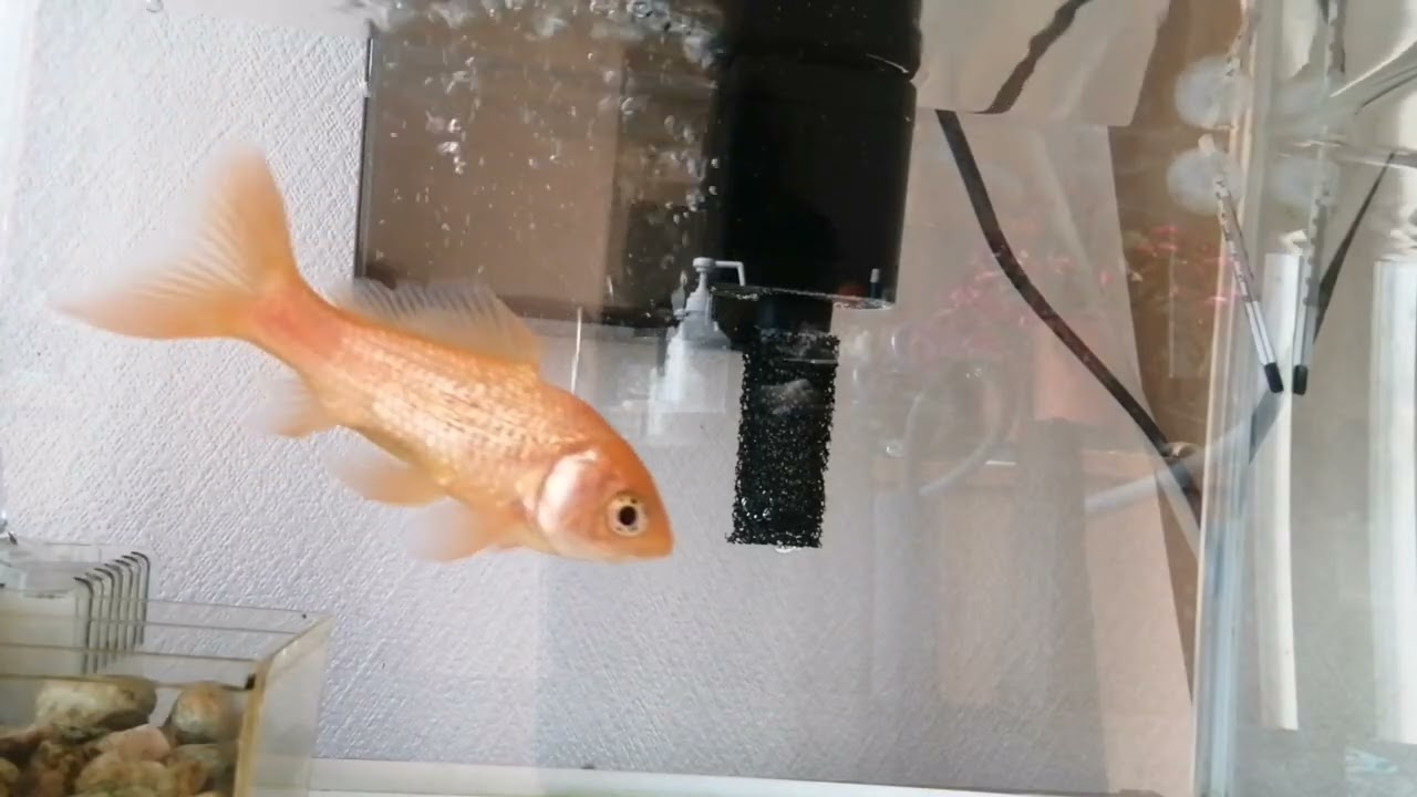 べ〜ちゃんの金魚飼育日記　925日目