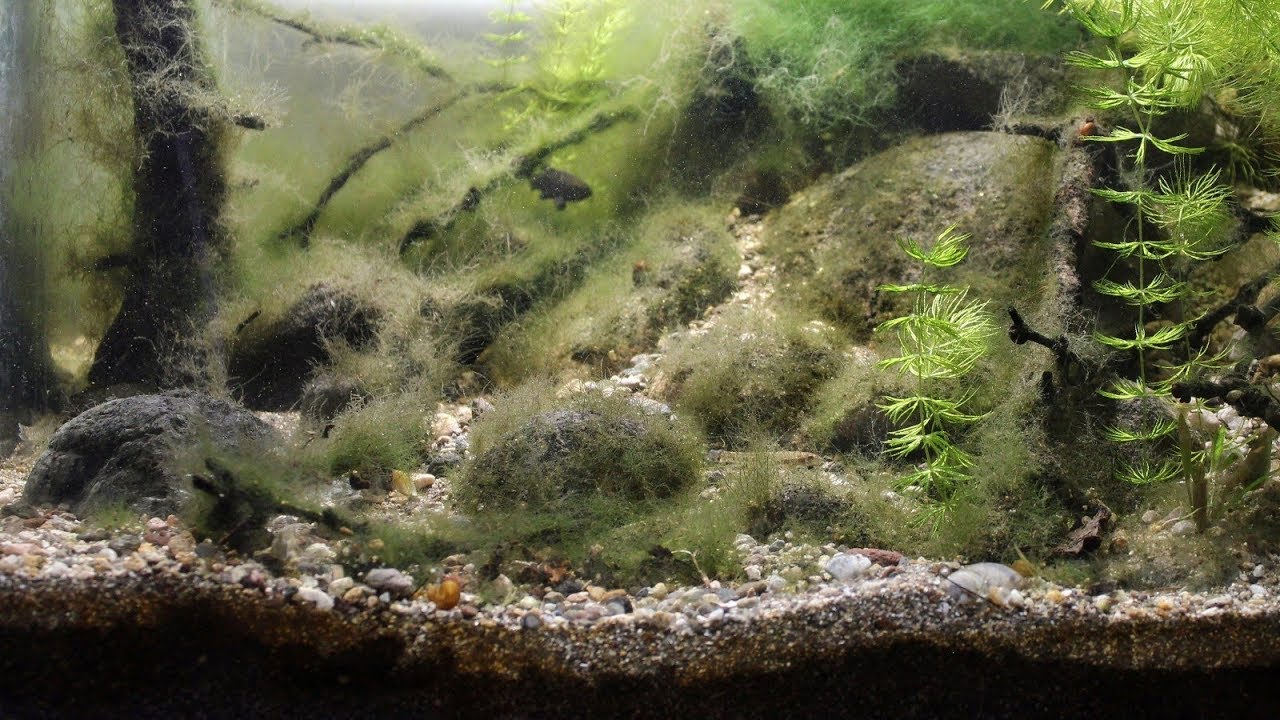 #BADC2018 / Slow-flowing coastal areas of Seyhan River, Adana, Turkey, 88 L