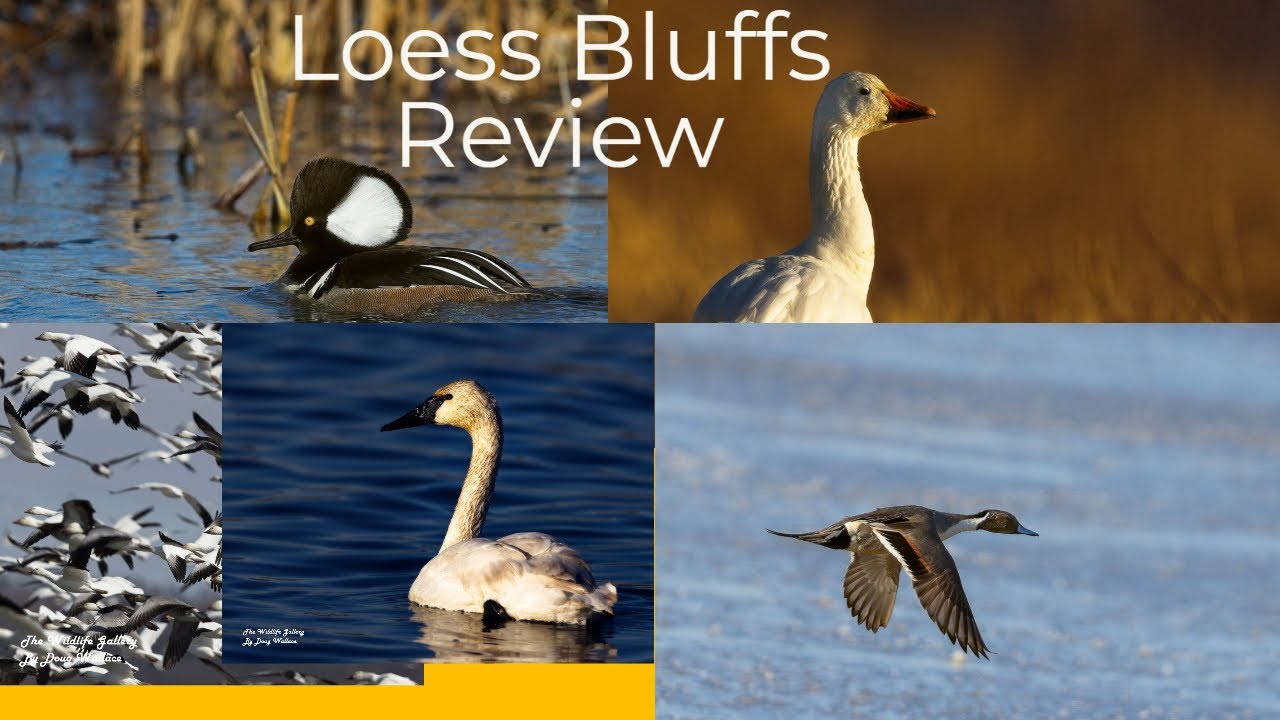 Wildlife Photography - Review of Loess Bluffs