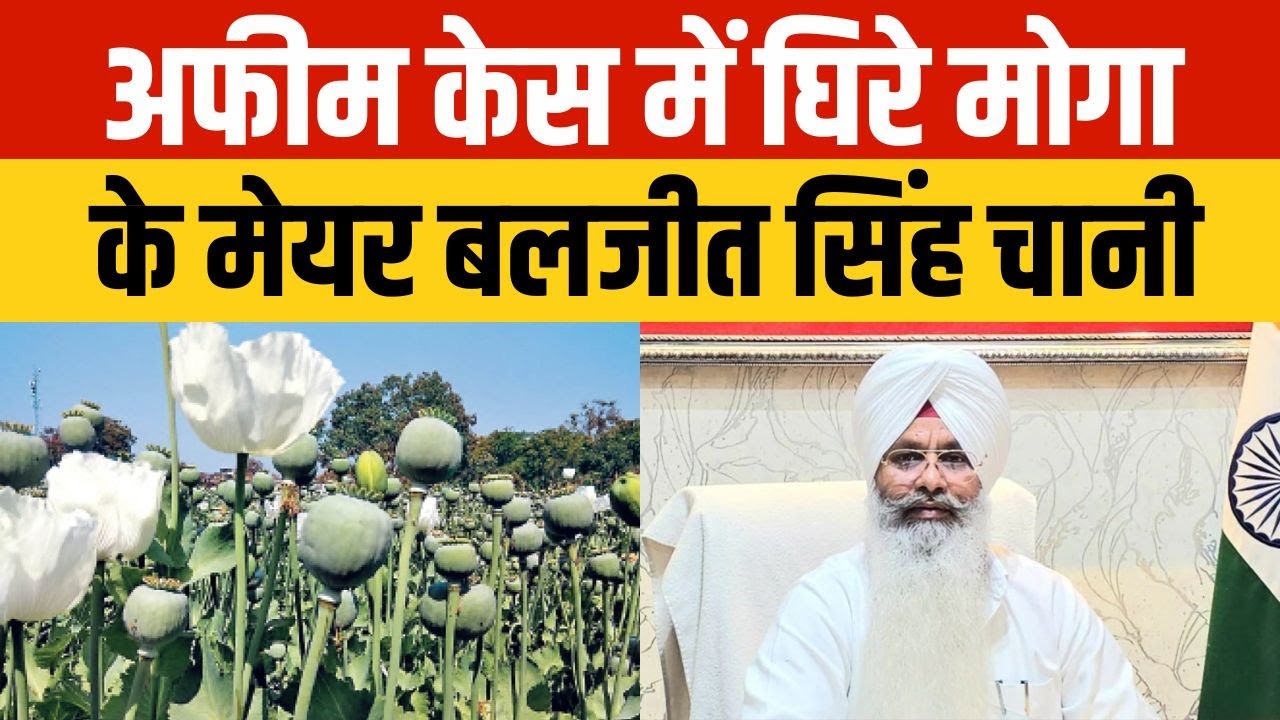 Moga Mayor Baljit Singh Channi surrounded in opium case | AAP Punjab | Punjab News
