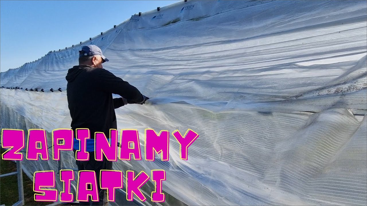 Niderlandy praca: zapinamy siatki na czereśniach
