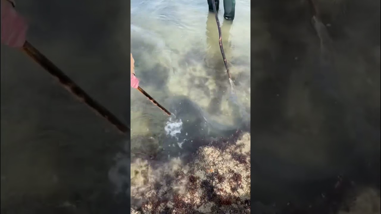La p&ecirc;che du congre &agrave; la fo&euml;ne 🐍