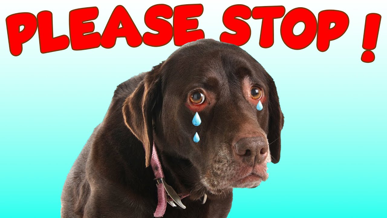 5 Things Dogs Hate and Wish You'd Stop Doing