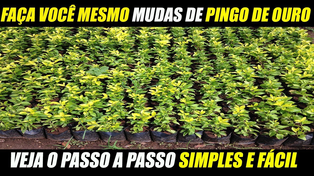 Pingo de ouro como fazer mudas | Passo a Passo
