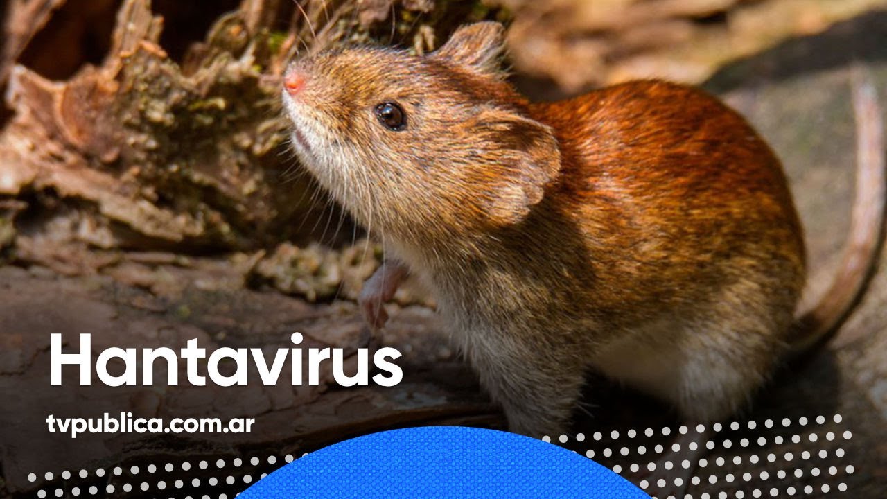 ¿Qué es el Hantavirus? - En Casa Salud
