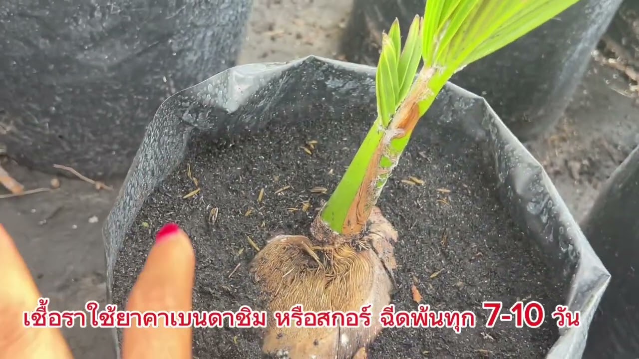 # สวนคุณกรรญดา #สวนคุณดาบส