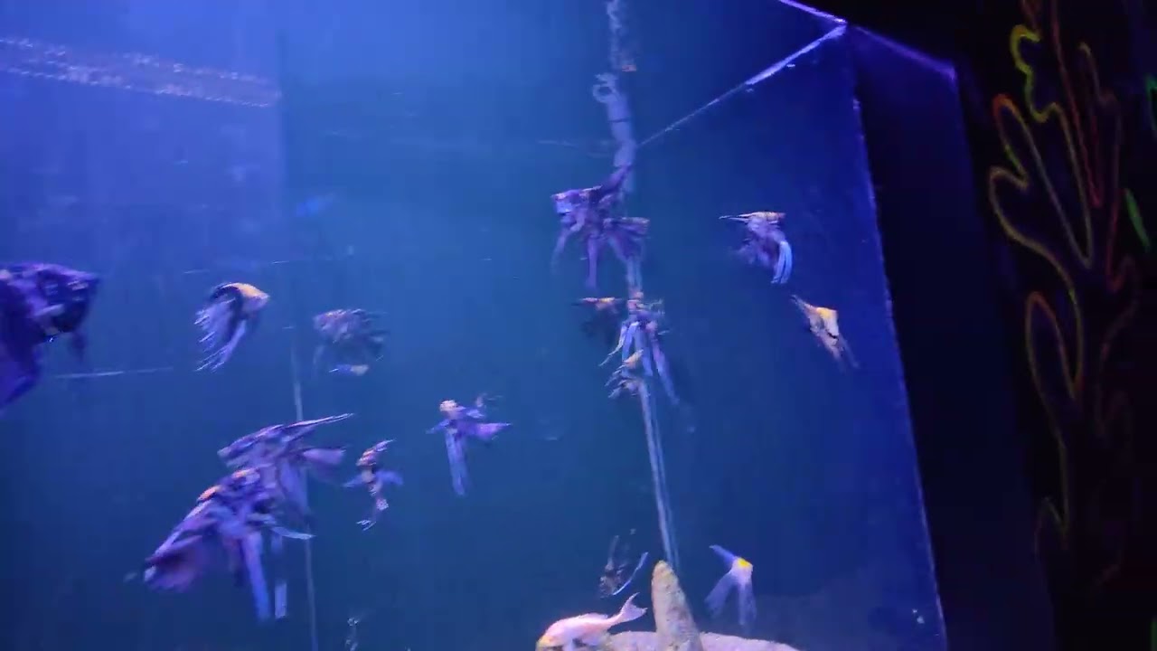 Lahore Aquarium Star Fish  🐠