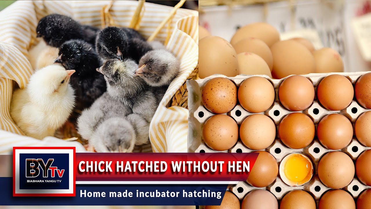 Homemade hatching eggs ।। chicks hatched without hen ।। how to make an egg