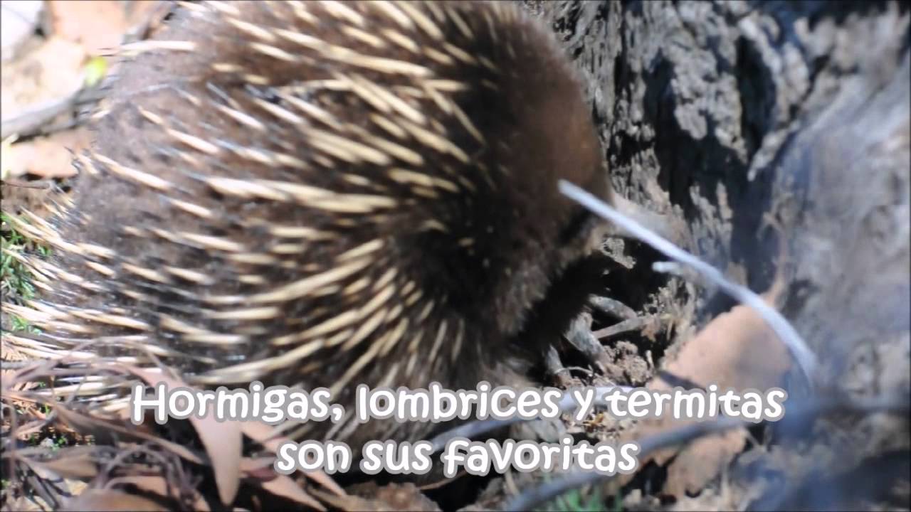 Equidna en su h&aacute;bitat (Lewis For Earth videos)