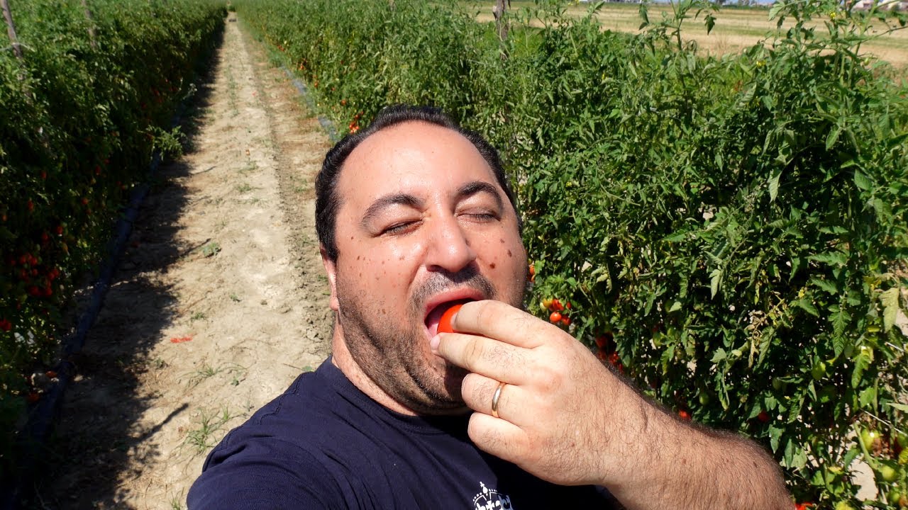 Facciamo la Passata di Pomodoro stagione 2022 - Rosso Calabria
