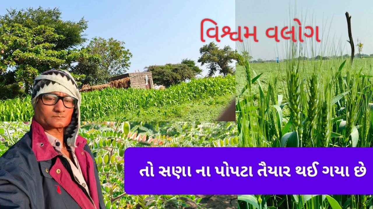 11 જાન્યુઆરી, 2026 સણા થઈ ગયા છે તૈયાર