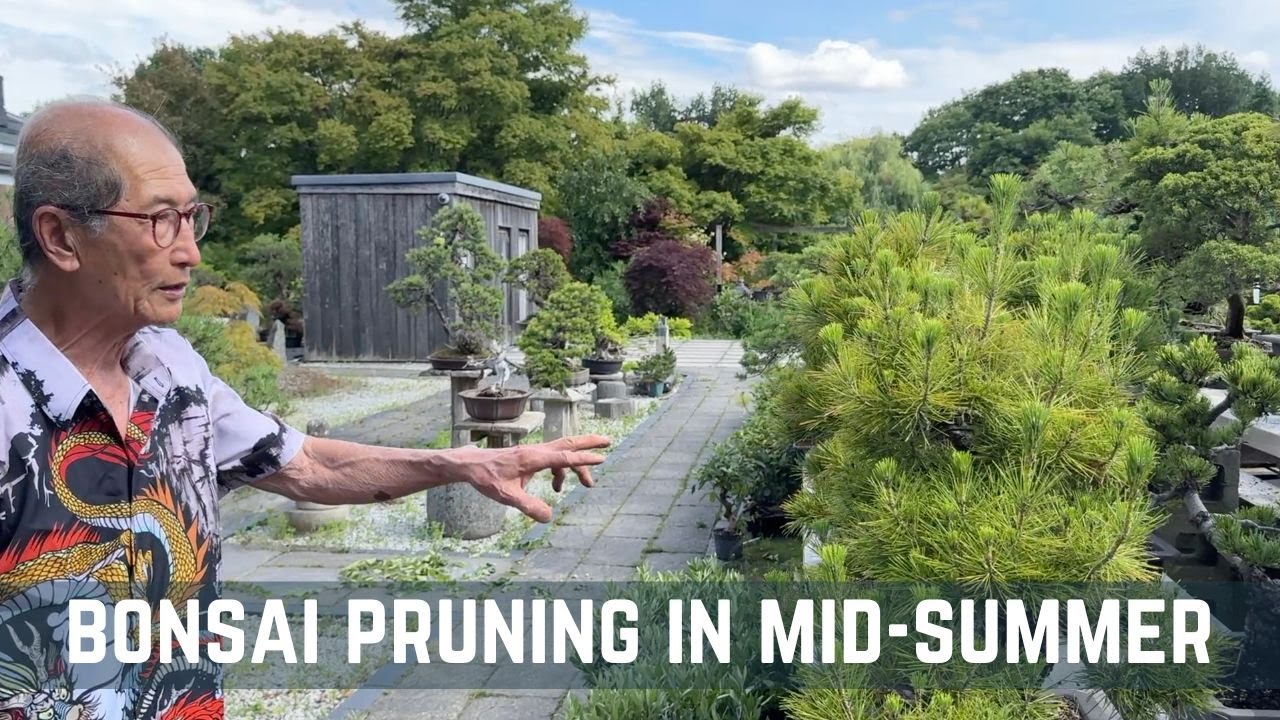 Bonsai Pruning in Mid Summer