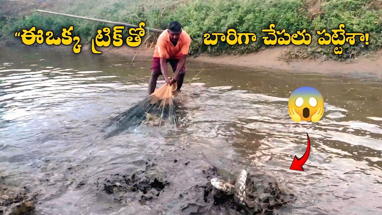 “Catching Massive Snakeheads & Selling in Bulk – A Profitable Fishing Day!” catching koramenulu