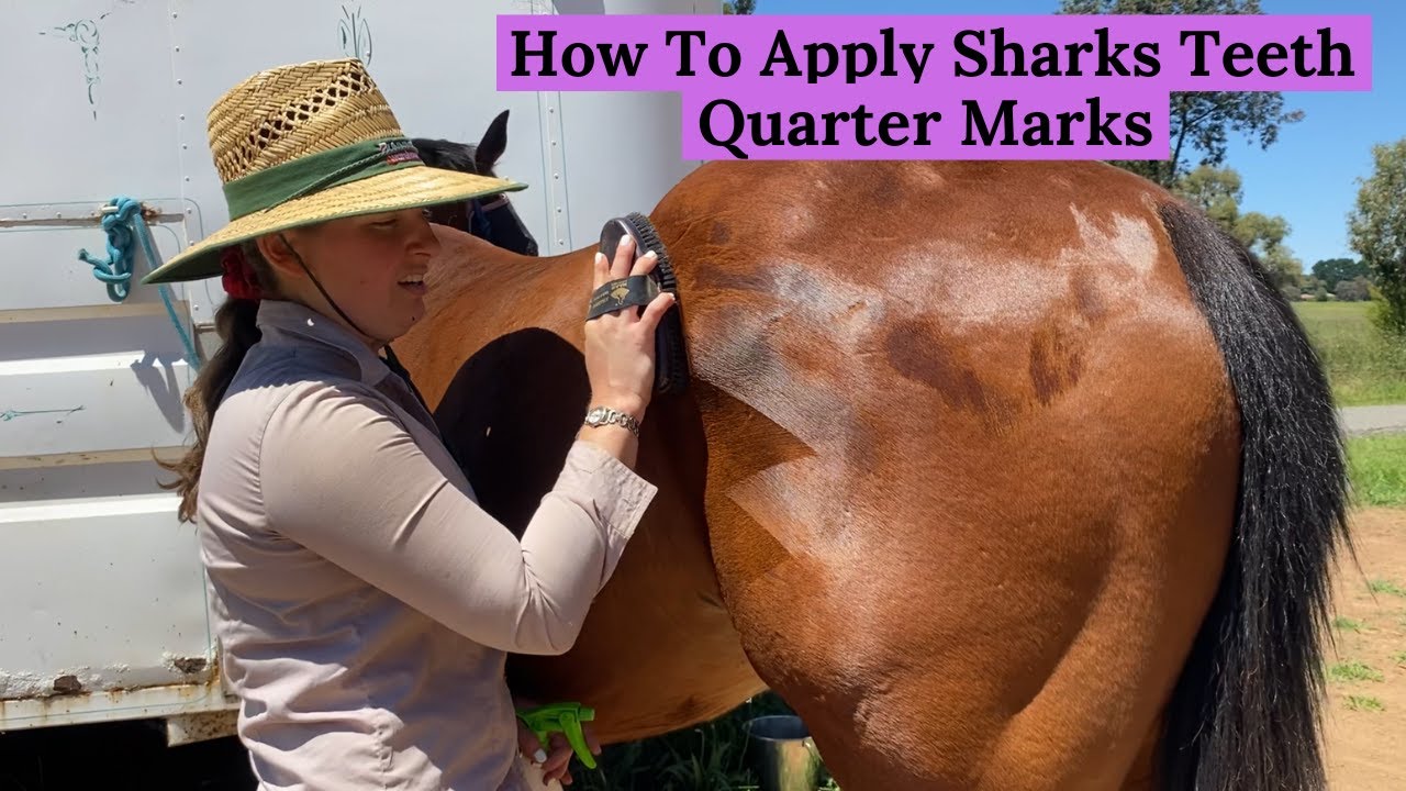 How to Apply Sharks Teeth Quarter Marks | WSS EQUESTRIAN Show Horse Preparation Tips and Tricks