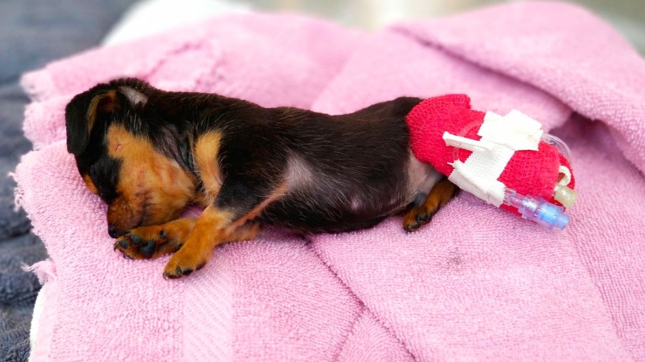 Tiny Puppy Left To Die Opens His Eyes To Something Unexpected
