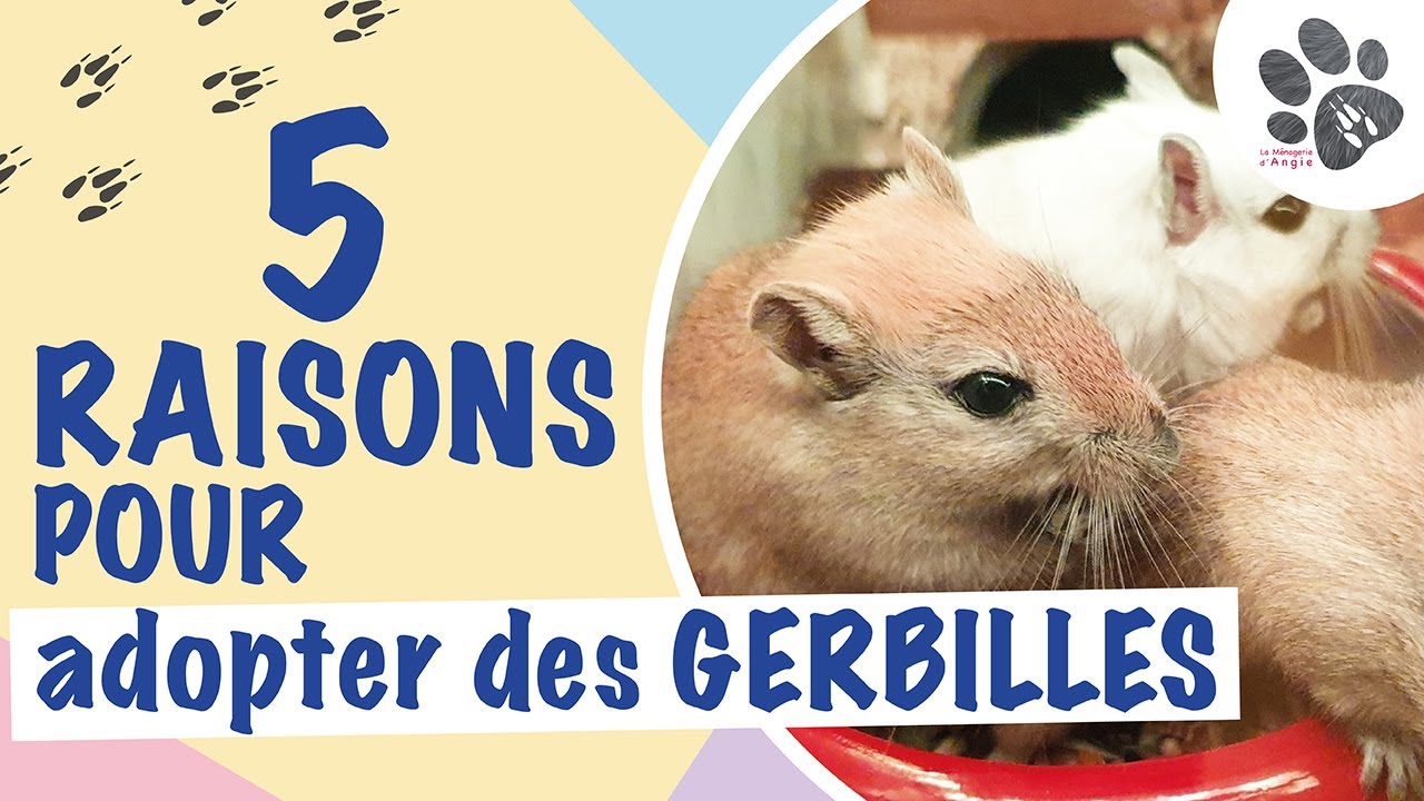 5 Raisons d&rsquo;Adopter Des Gerbilles
