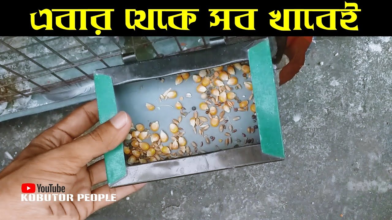 কবুতর এটা খায় তো ওটা খায় না | গম ও ধান খায় না | Rajon | Pigeon Bird | Kobutor Palon Bangladesh