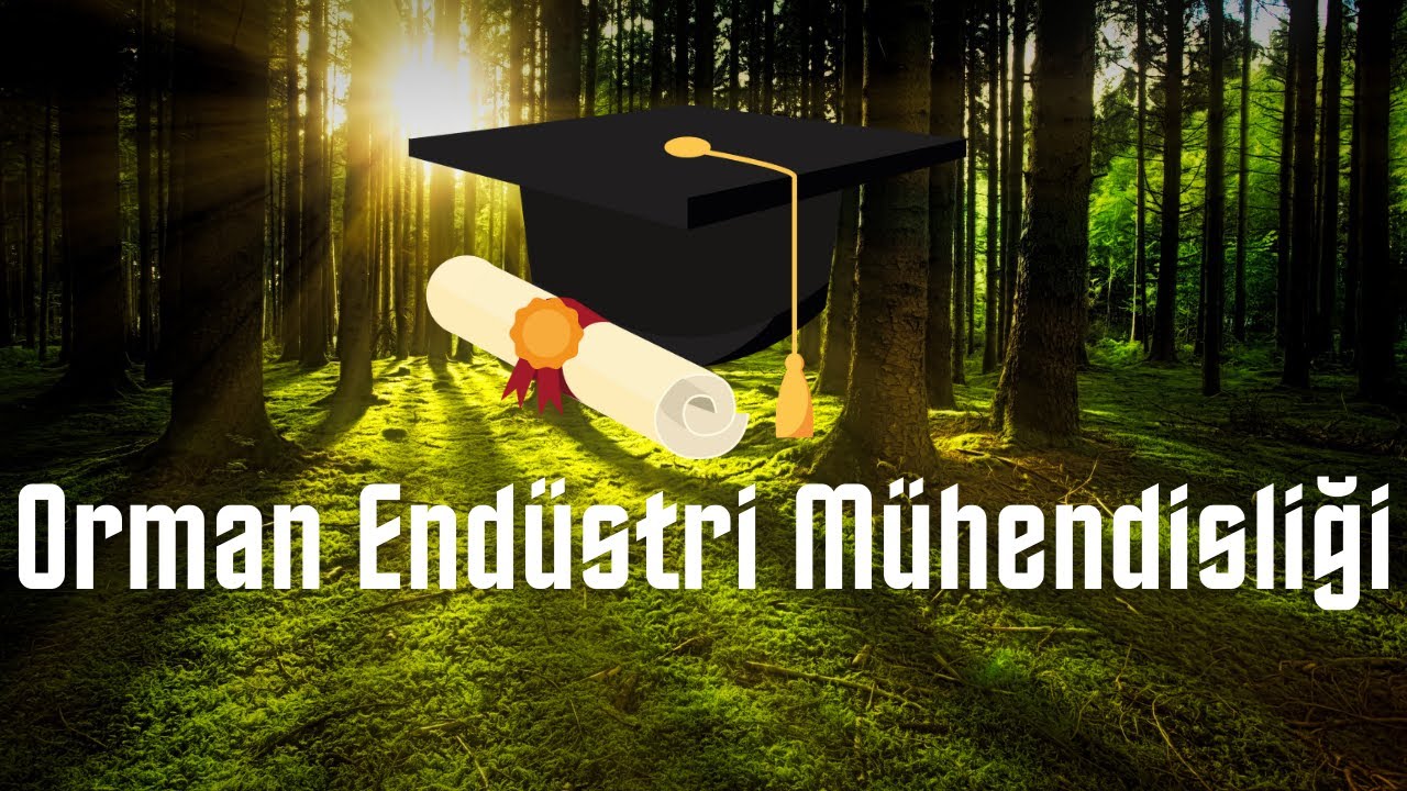 Orman Endüstri Mühendisliği İş Olanakları ve Çalışma Alanları | 2021