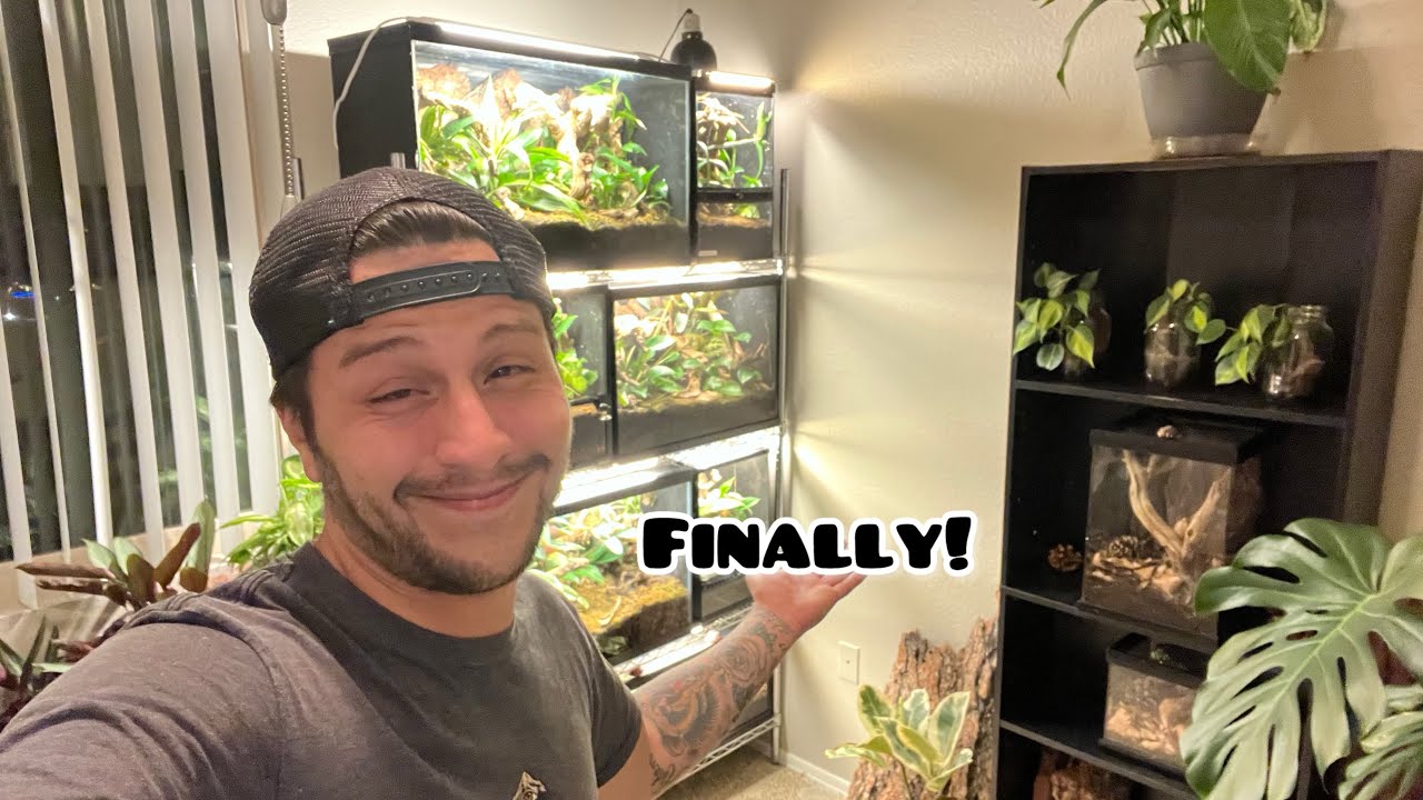 Reptile Room - Full Tour