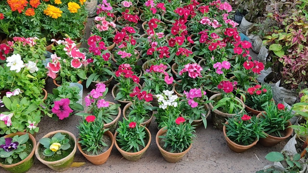 Tala Hat Visit | Largest Flower Plants Market In Kolkata | Prices Of Different Types Of Flower Plant