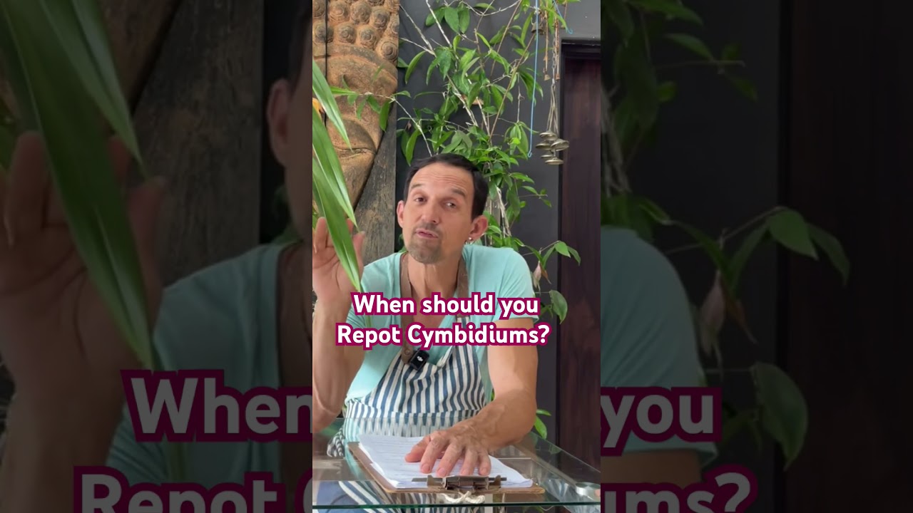 Repotting cymbidium orchids