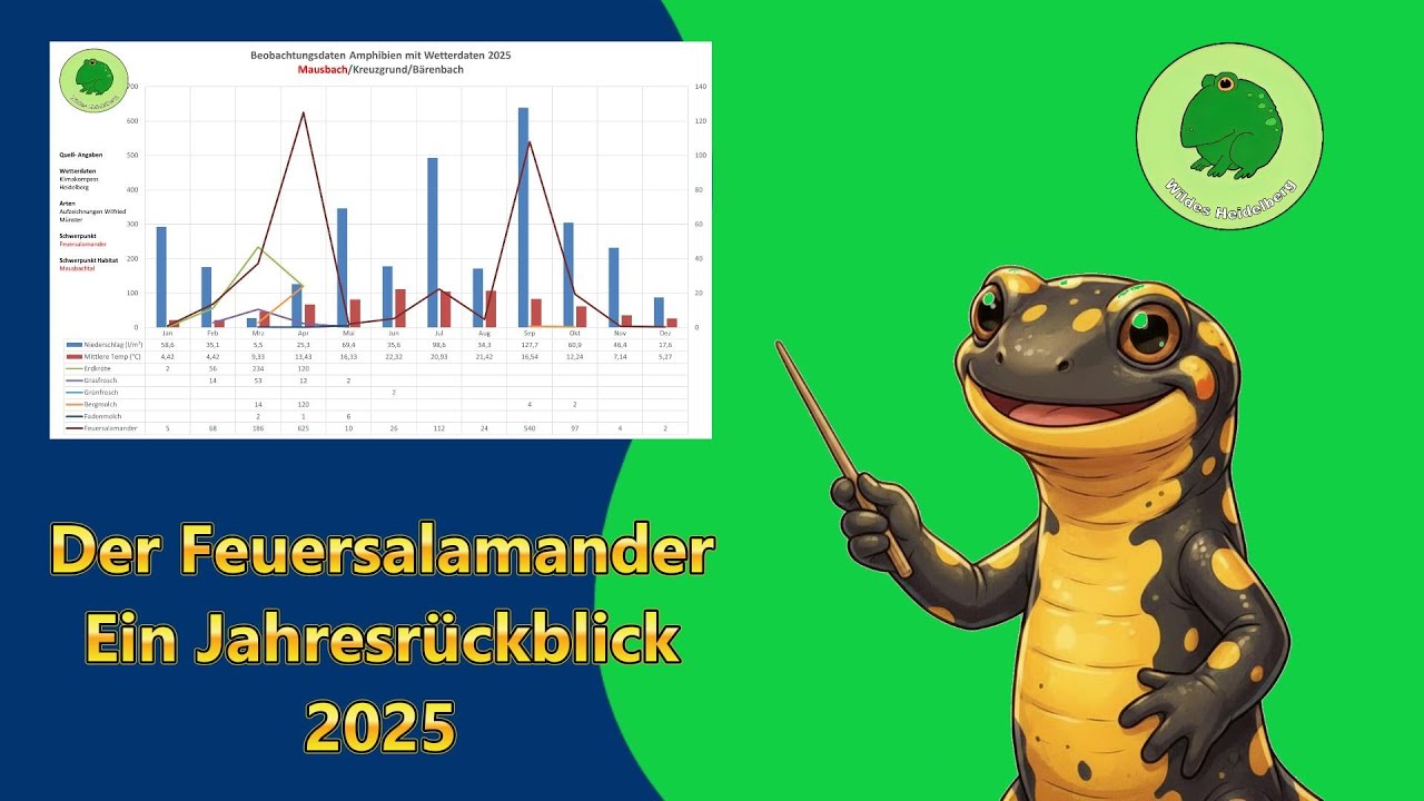 Der Feuersalamander, ein Jahresrückblick auf 2025
