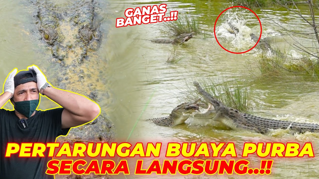 P3TARUNGAN M3NEGANGKAN 32 BUAYA PURBA..!! GANAS BANGETTTT