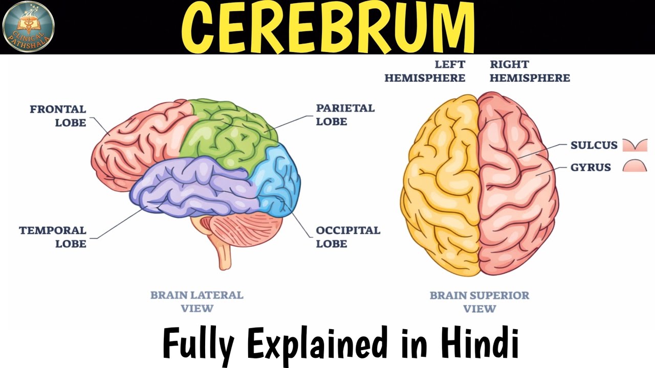 Cerebrum Anatomy & Functions Explained in Hindi | Human Brain Structure