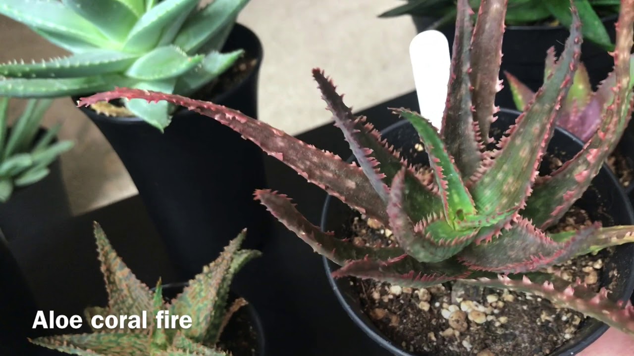Aloe, Agave and Haworthia Collection Update December 2019