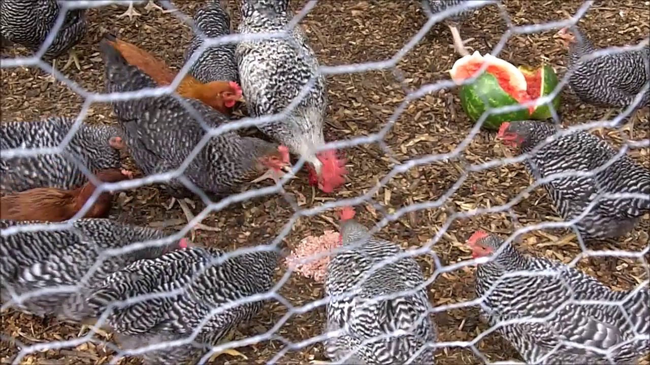 Feed Your Chickens for FREE!
