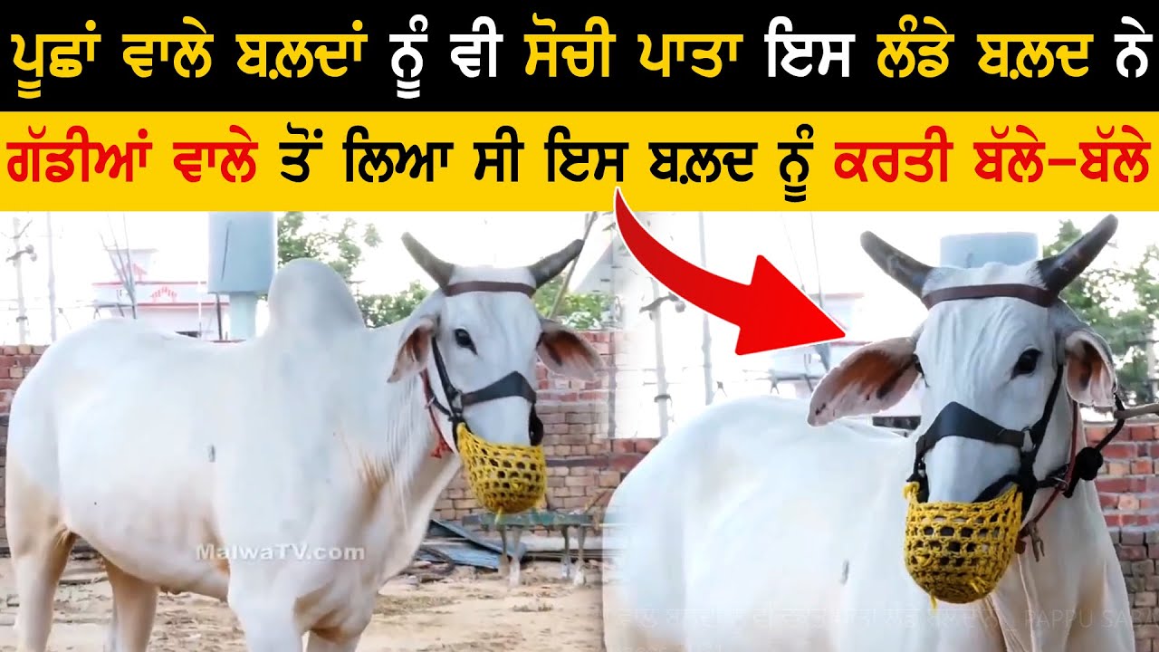 ਪੂਛਾਂ ਵਾਲੇ ਬਲਦਾਂ ਨੂੰ ਵੀ ਸੋਚੀ ਪਾਤਾ ਇਸ ਲੰਡੇ ਬਲ਼ਦ ਨੇ | PAPPU SABAJPURA & MINTU SABAJPURA | OX RACES 2025