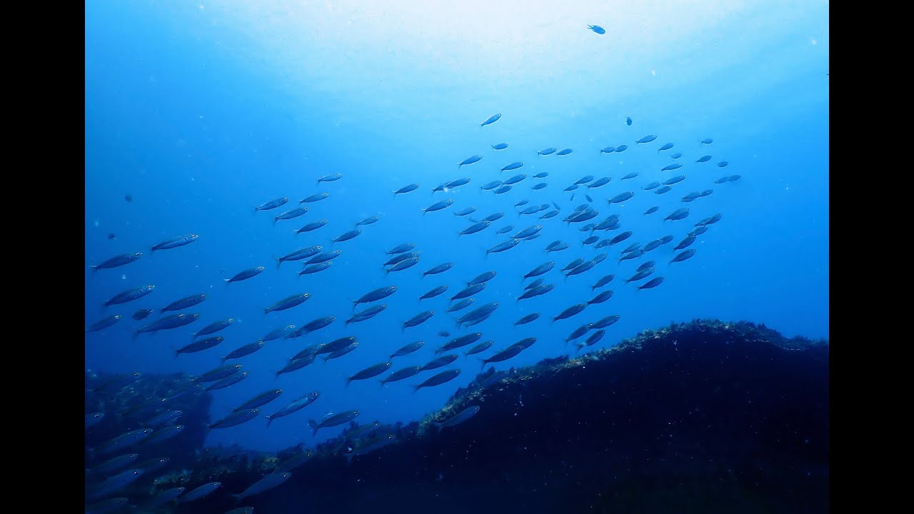 Scuba Diving in Lanzarote July 2023 (HD)