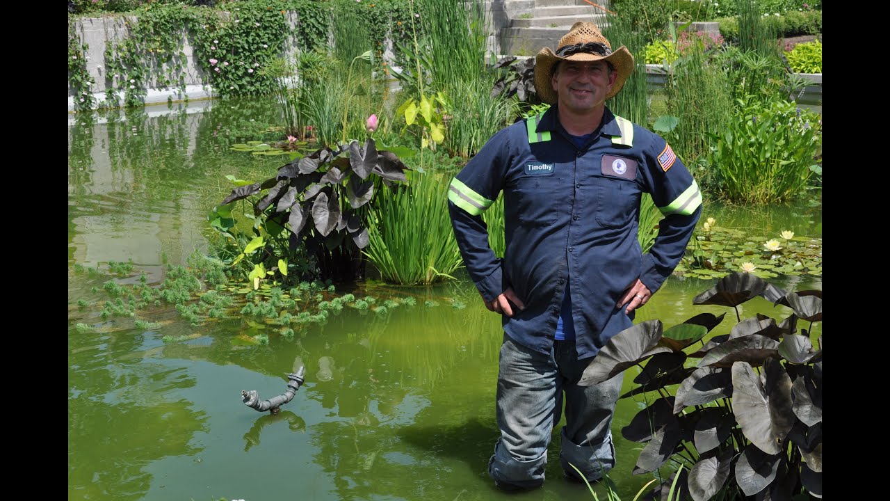 Walled Garden: Amphitheater Reflecting Pool and Aquatic Plants - Mid-July 2020