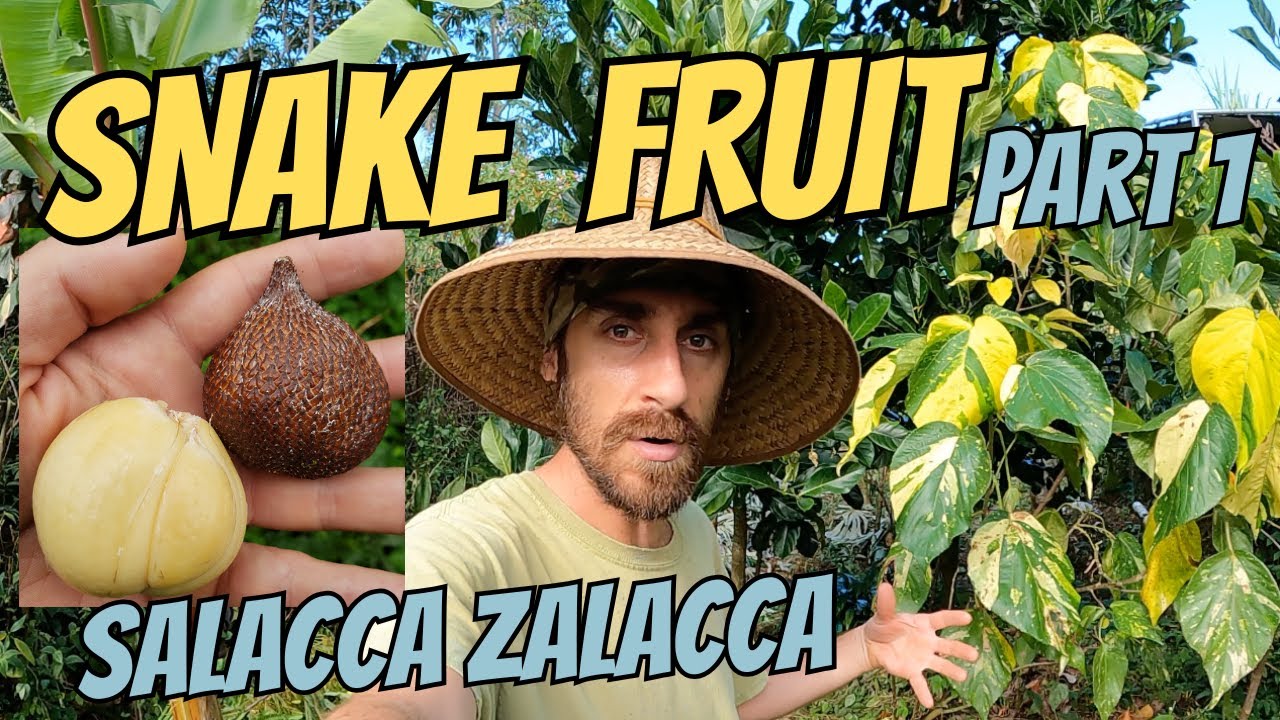 Snake Fruit. Salak. Salacca zalacca Agroforestry