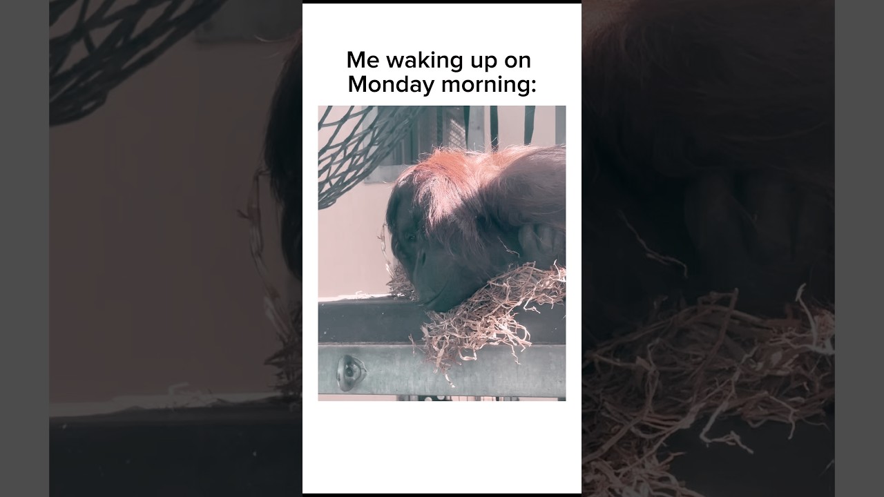 Waking Up On A Monday Morning Be Like: