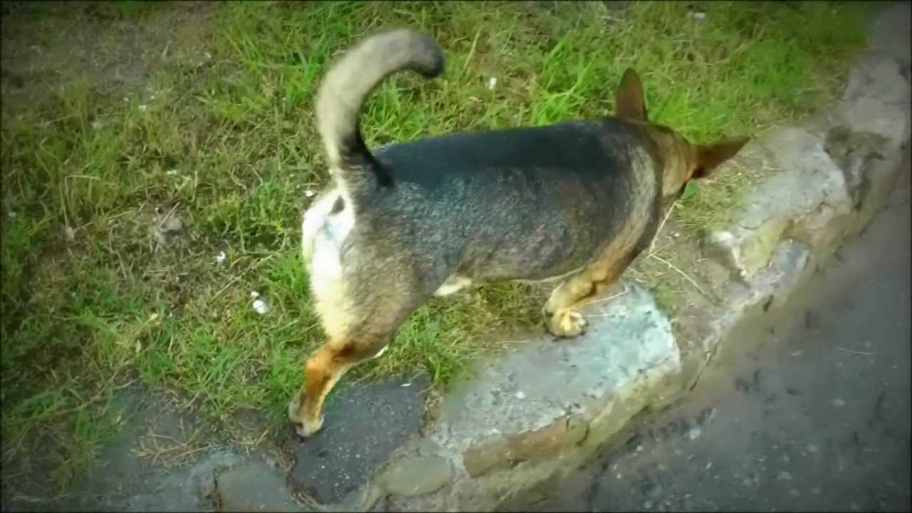 Teledysk Brzeźno
