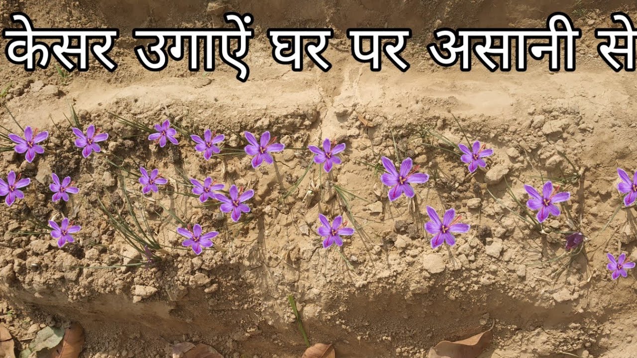 घर पर केसर उगाऐं फ्री में || How to grow saffron at home